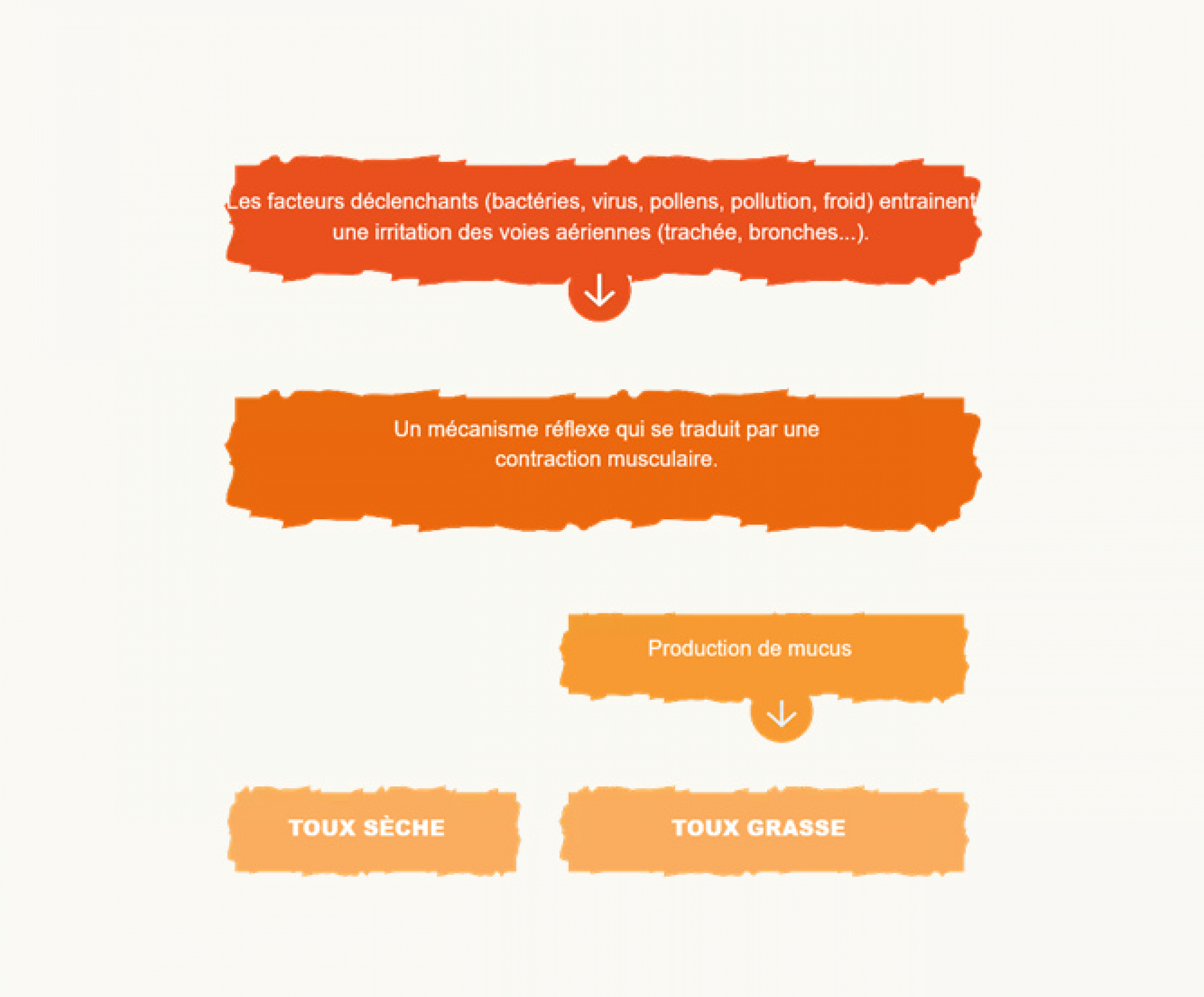 Reconnaître les différents types de toux : sèche, grasse, toux productive,  irritante, …